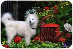 Samoyed Tempered Cutting Board 25 Cent Kisses