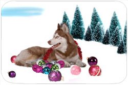 Siberian Husky Tempered Large Cutting Board Christmas