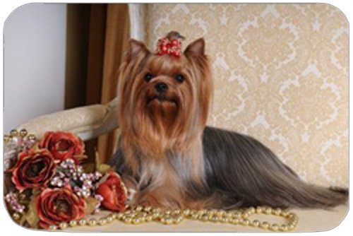 Yorkshire Terrier Tempered Large Cutting Board
