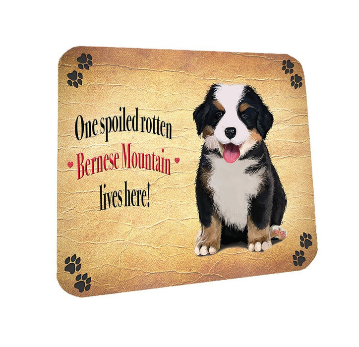 Spoiled Rotten Bernese Mountain Dog Coasters Set of 4