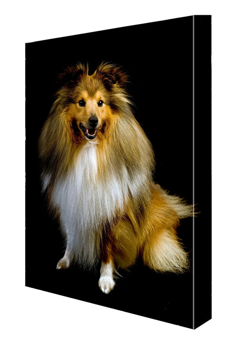 Shetland Sheepdog Canvas 18 x 24