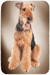 Airedale Terrier Tempered Cutting Board