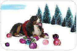 Bernese Mountain Dog Tempered Cutting Board Christmas