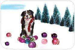 Bernese Mountain Dog Tempered Large Cutting Board Christmas