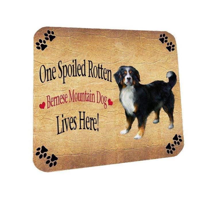Bernese Mountain Spoiled Rotten Dog Coasters Set of 4