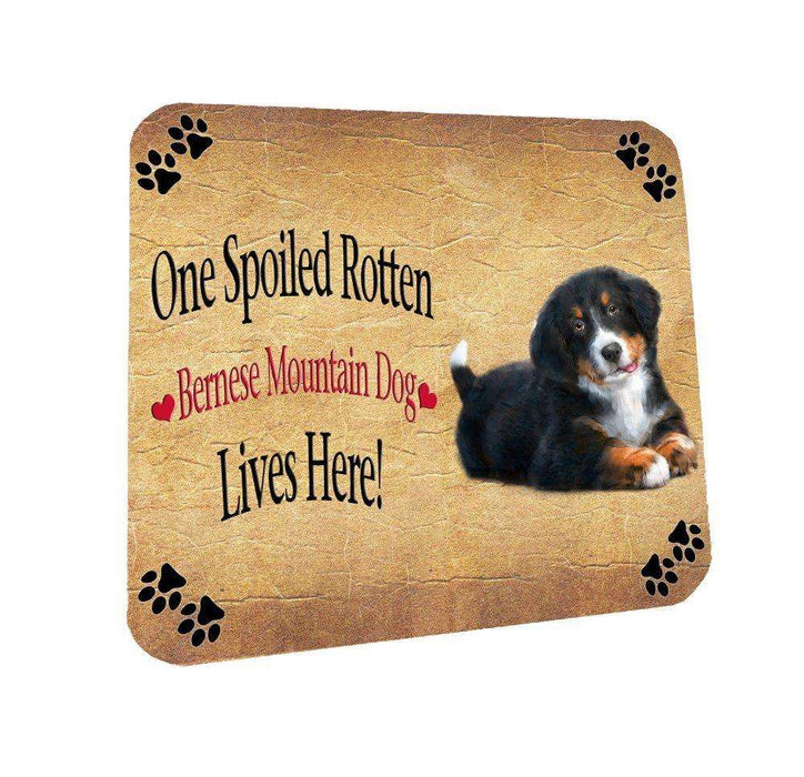 Bernese Mountain Spoiled Rotten Dog Coasters Set of 4