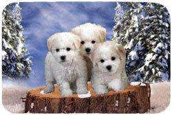 Bichon Frise Puppy Winter Tempered Cutting Board