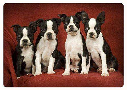 Boston Terrier Puppies Cutting Board