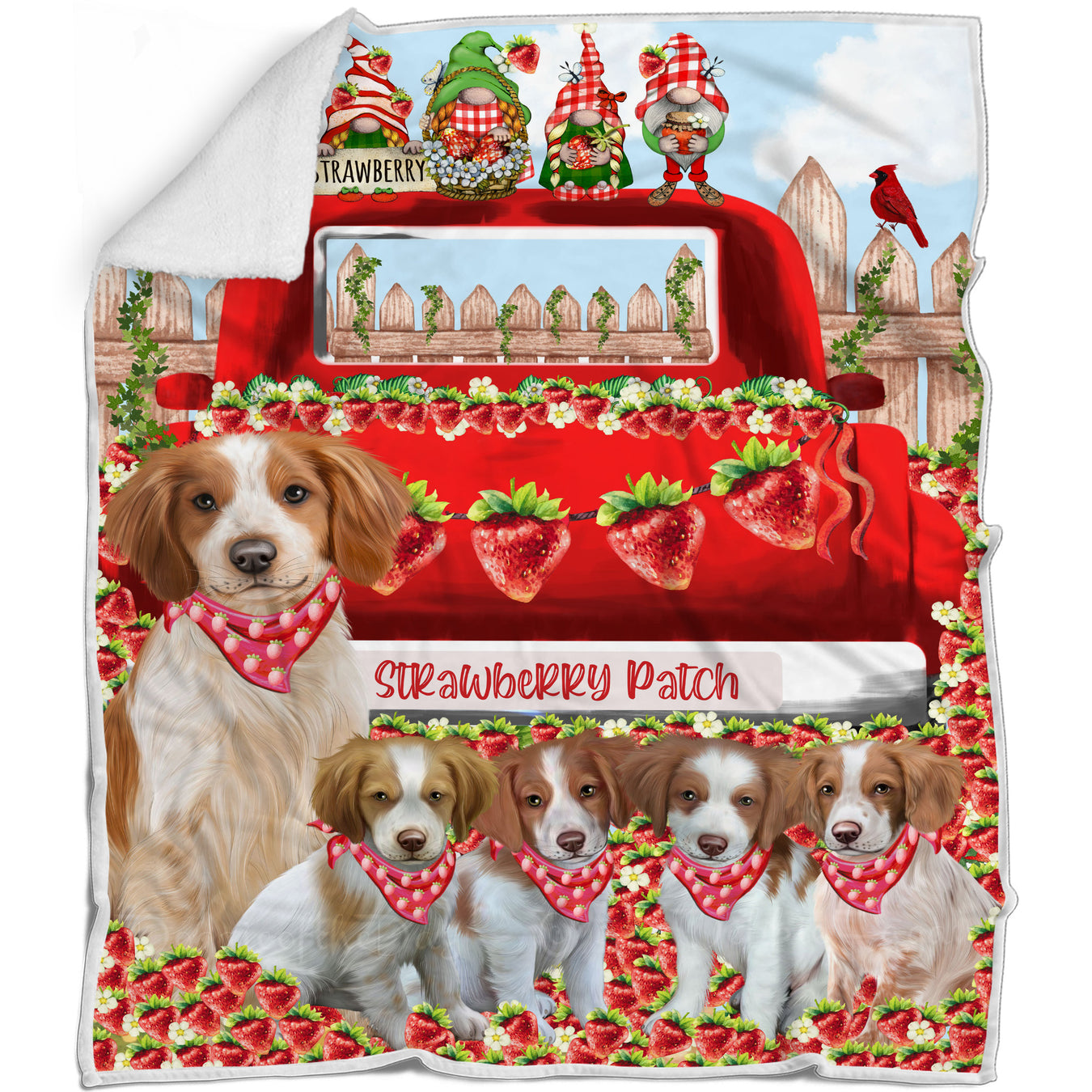 Brittany Spaniel