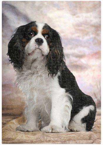 Cavalier King Charles Spaniel Dog Puzzle 500 Pc. With Photo Tin