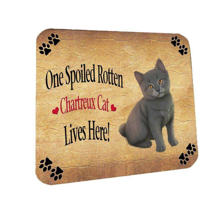 Chartreux Kitten Spoiled Rotten Cat Coasters Set of 4
