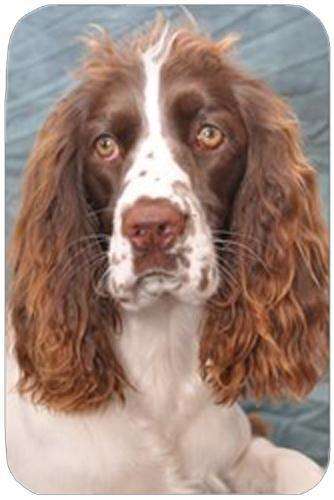 Large springer outlet spaniel