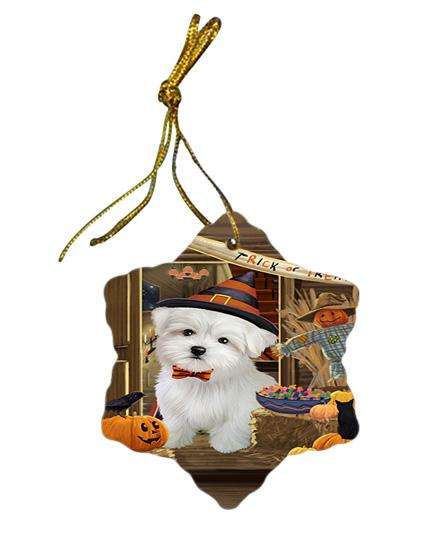 Enter at Own Risk Trick or Treat Halloween Maltese Dog Star Porcelain Ornament SPOR53184