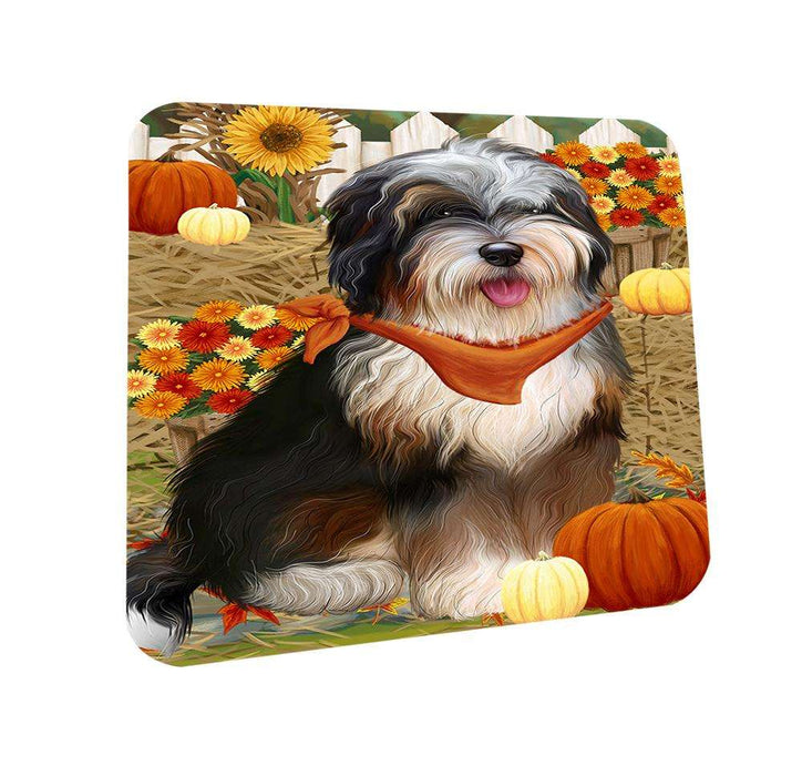 Fall Autumn Greeting Bernedoodle Dog with Pumpkins Coasters Set of 4 CST50762