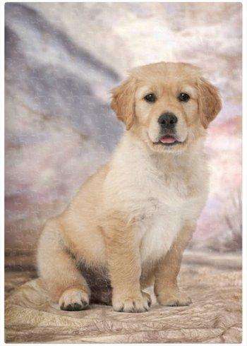 Golden Retriever Puppy Dog Puzzle 500 Pc. With Photo Tin