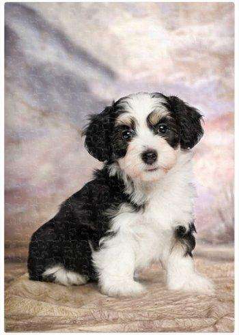 Havanese Puppy Dog Puzzle 500 Pc. With Photo Tin