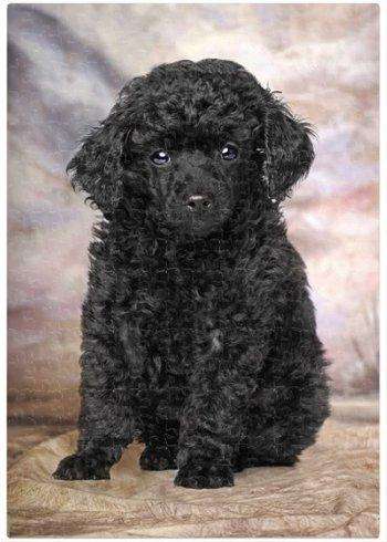 Miniature Poodle Puppy Puzzle 500 Pc. With Photo Tin