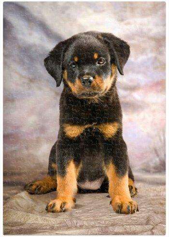 Rottweiler Puppy Dog Puzzle 500 Pc. With Photo Tin
